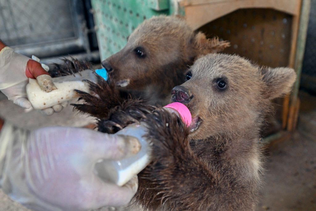 Tarsus Doğa Parkı’nda Yavru Sevinci